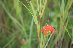 Silene wilfordii