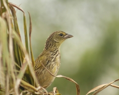 Embernagra platensis