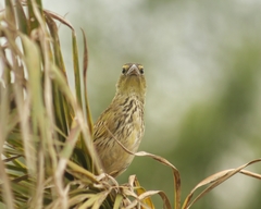Embernagra platensis