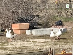 Anser anser domesticus