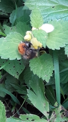 Bombus