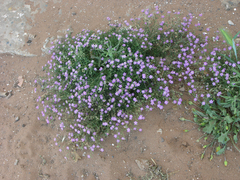 Spergularia fimbriata