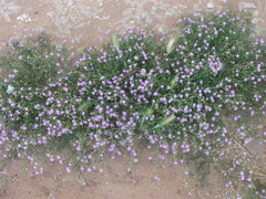 Spergularia fimbriata