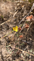 Crocanthemum glomeratum