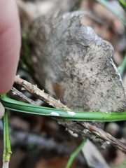Chionaspis salicis