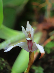 Maxillaria cuzcoensis