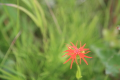 Silene wilfordii