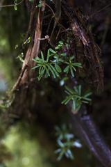 Peperomia swartziana
