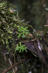 Peperomia swartziana