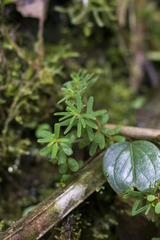 Peperomia swartziana