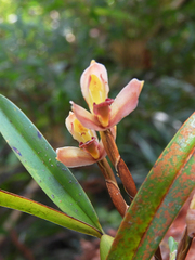 Maxillariinae