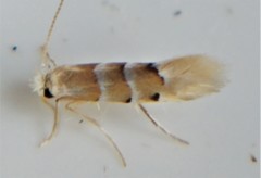 Phyllonorycter tiliacella