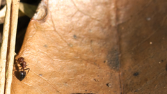 Crematogaster castanea rufonigra