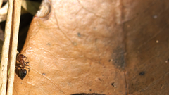 Crematogaster castanea rufonigra