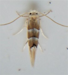 Phyllonorycter tiliacella