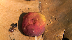 Crematogaster castanea rufonigra