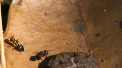 Crematogaster castanea rufonigra