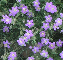 Spergularia fimbriata