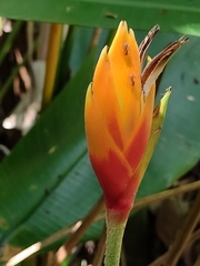Heliconia episcopalis