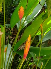 Heliconia episcopalis