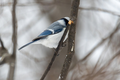 Cyanistes caeruleus × cyanus