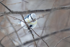 Cyanistes caeruleus × cyanus