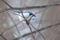 Cyanistes caeruleus × cyanus