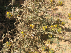 Scolymus hispanicus