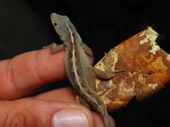 Anolis sagrei