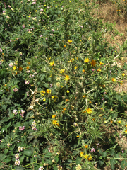 Scolymus hispanicus