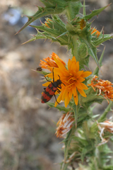 Scolymus hispanicus