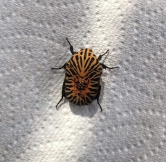 Gymnetis stellata