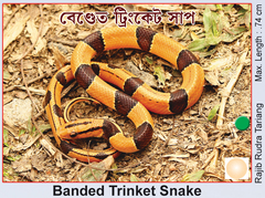 Oreocryptophis porphyraceus