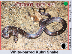 Oligodon albocinctus