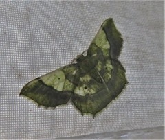 Neagathia corruptata
