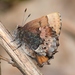 Callophrys henrici - Photo (c) Joe Bartok, μερικά δικαιώματα διατηρούνται (CC BY-NC), uploaded by Joe Bartok