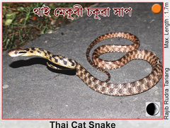 Boiga siamensis