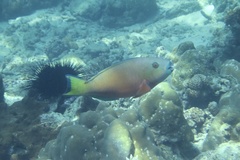 Chlorurus strongylocephalus