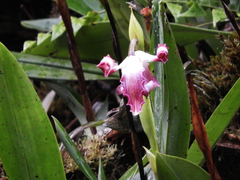 Maxillaria pyhalae