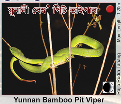 Trimeresurus yunnanensis