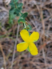 Hypericum tetrapetalum
