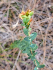 Hypericum tetrapetalum