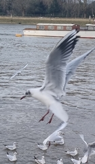 Chroicocephalus ridibundus