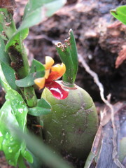 Maxillaria variabilis