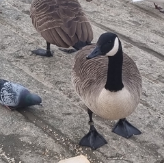 Branta canadensis
