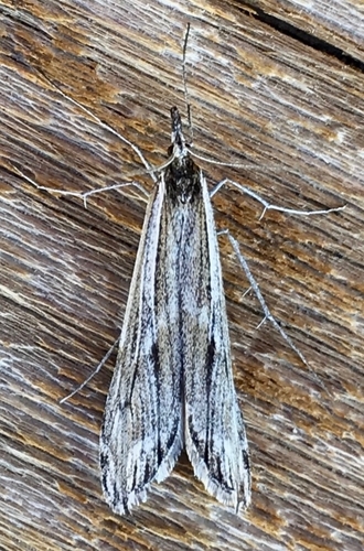 Pseudoschoenobius
