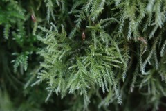 Kindbergia praelonga