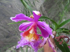 Sobralia dichotoma