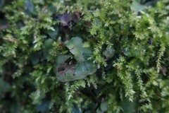 Conocephalum conicum