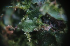 Conocephalum conicum